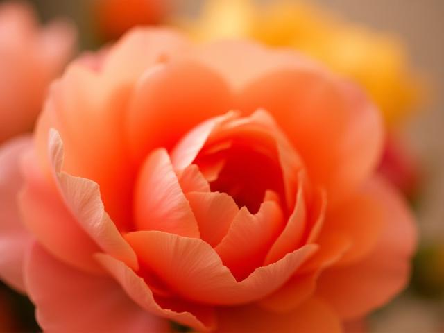 Sunset Peony bouquet